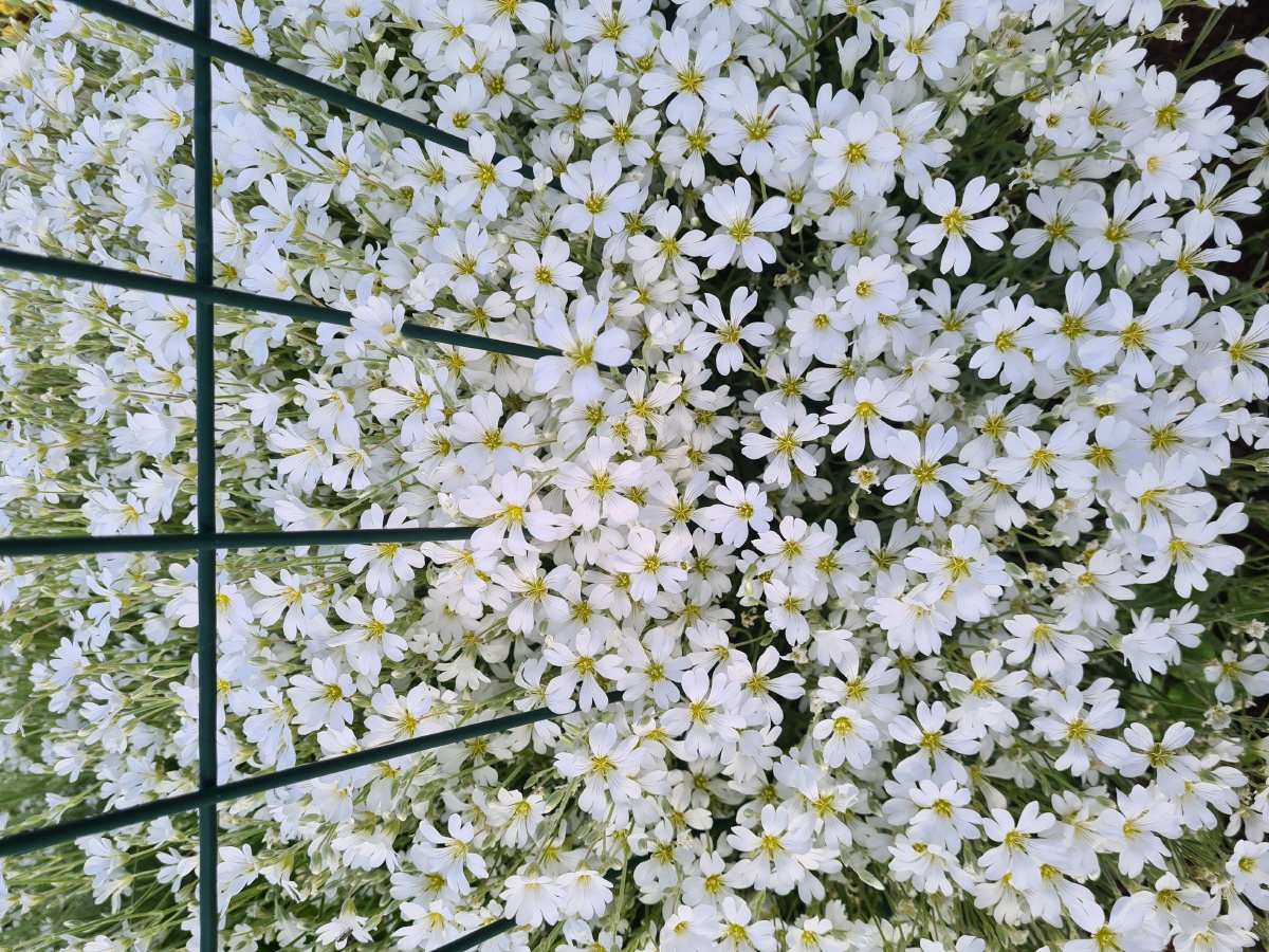 绒毛卷耳六月覆雪