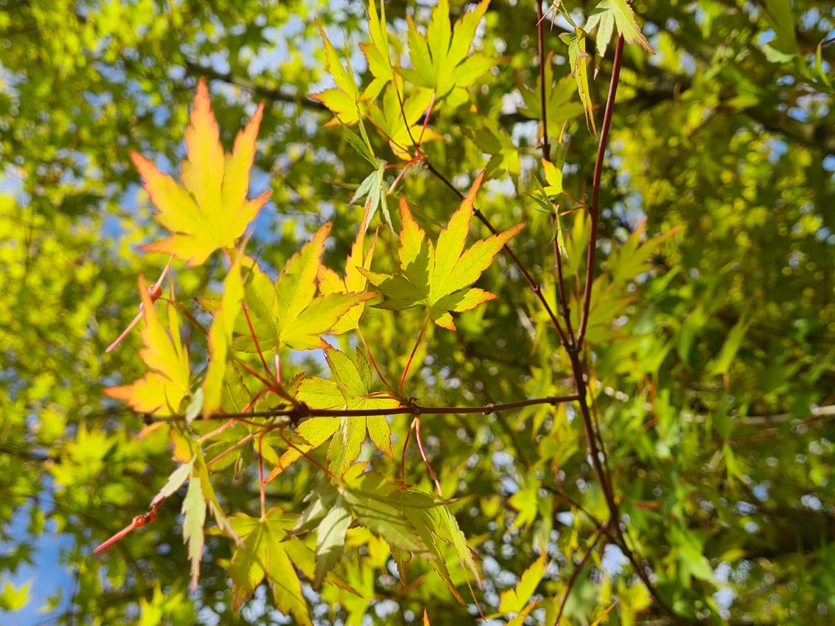 鸡爪槭枫叶成群优雅的舞动不多一丝的炫耀花朵灵动的如蜻蜓一点不少一