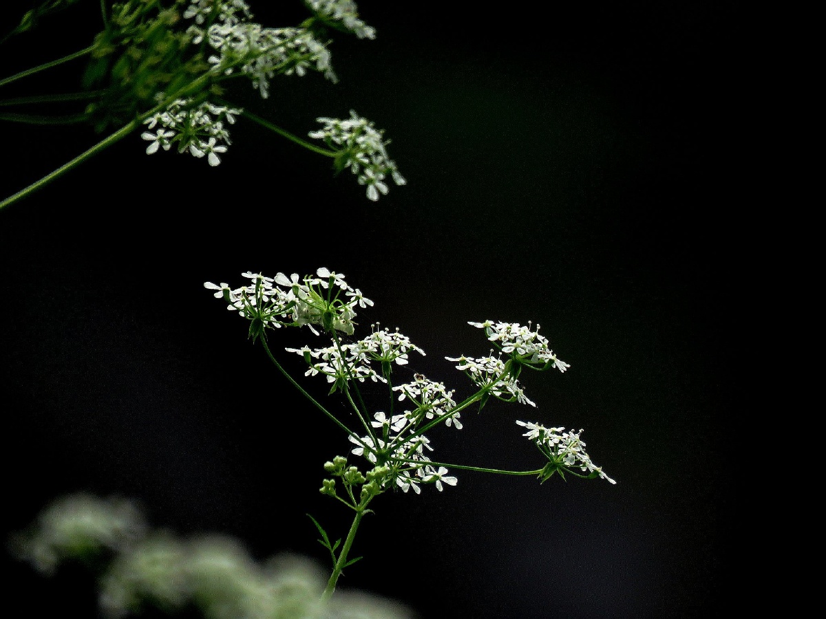 峨参花 - 东安老蒋 - 图虫