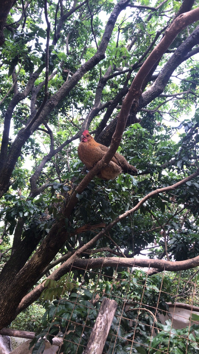 一只能上树的鸡