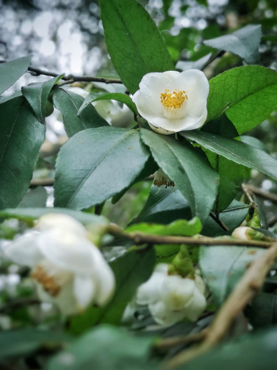 落花一组毛柄连蕊茶