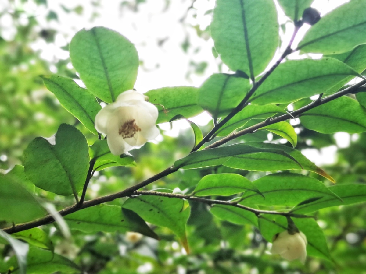 落花一组毛柄连蕊茶