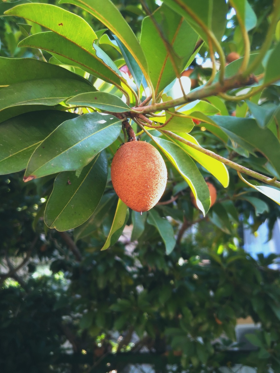 鸡心果与叶子 - 曹斯克 - 图虫