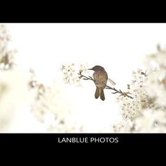 樱花上的鸟