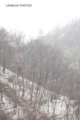 春天来了，还有雪