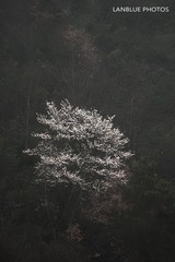 雪中的桃花