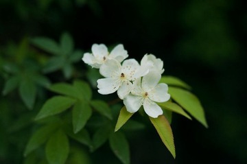 _DSC7154.jpg