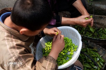 豆子