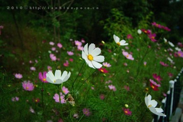 flower1