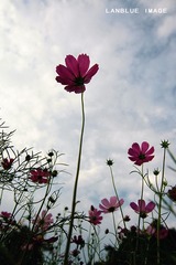 flower3