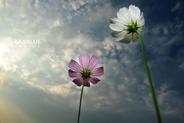flower5