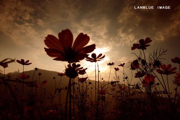 flower6