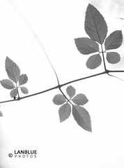 静物12