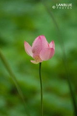 荷1