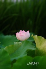 荷2