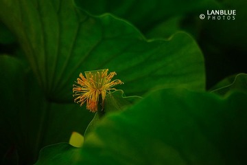 荷4