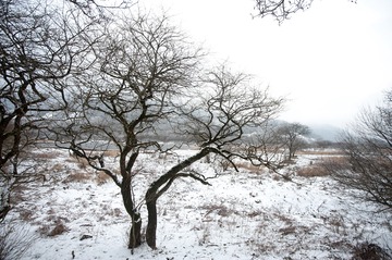 LAN_1259