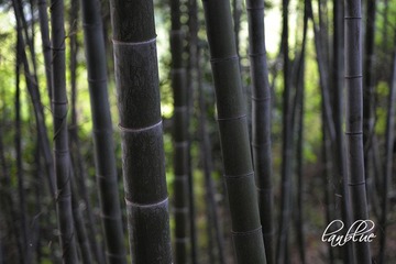 林海