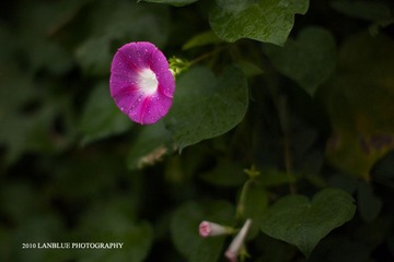 牵牛花2
