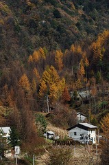 神农架秋15