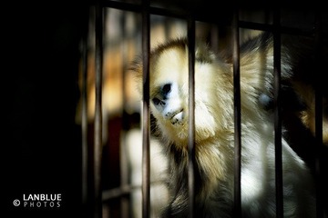 困住的猴子5