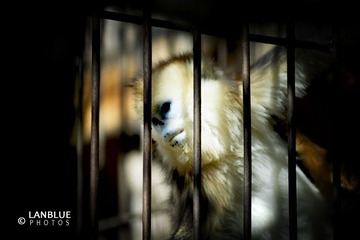 困住的猴子6