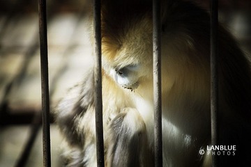 困住的猴子14