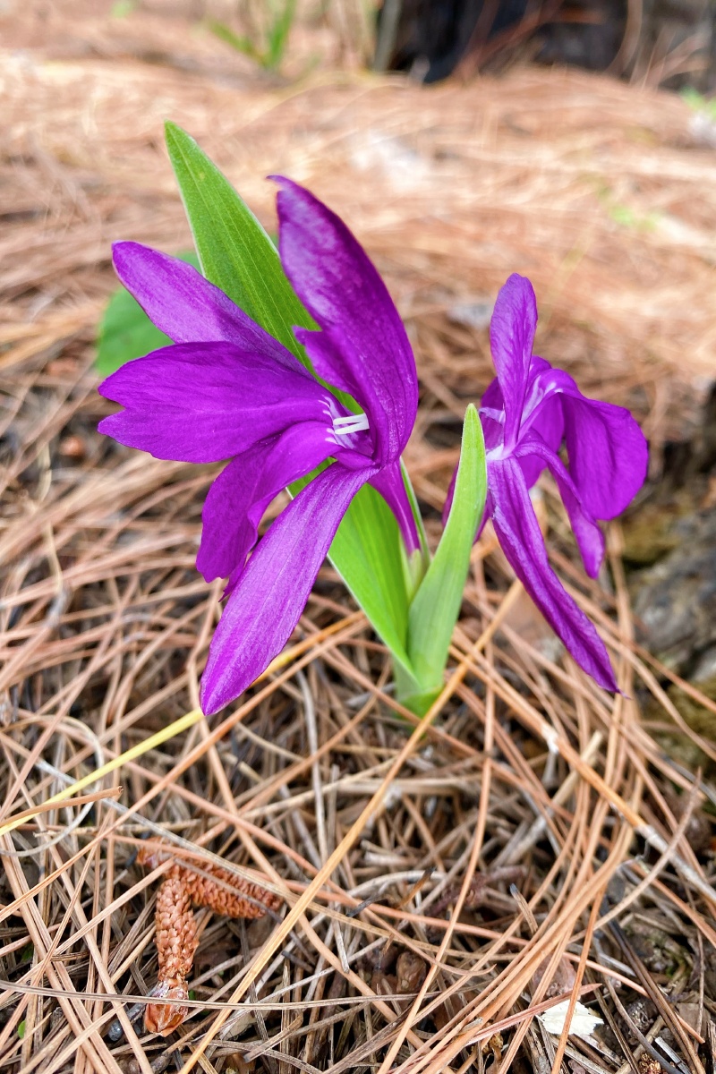 山里好看的植物