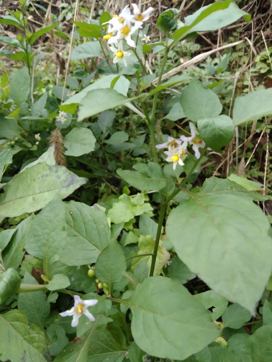 龙葵苗味苦,微甘,性滑,寒,无毒.