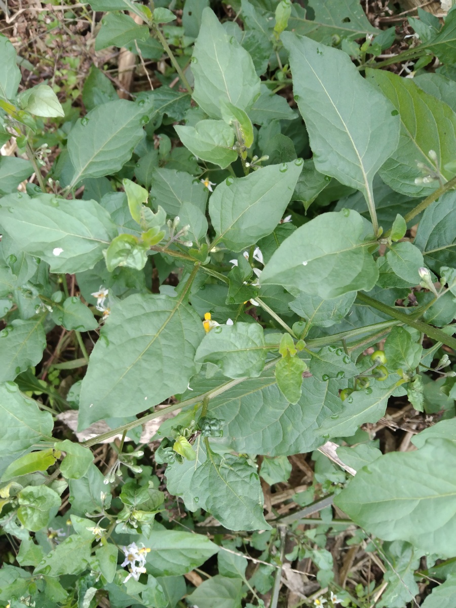 龙葵苗味苦,微甘,性滑,寒,无毒.