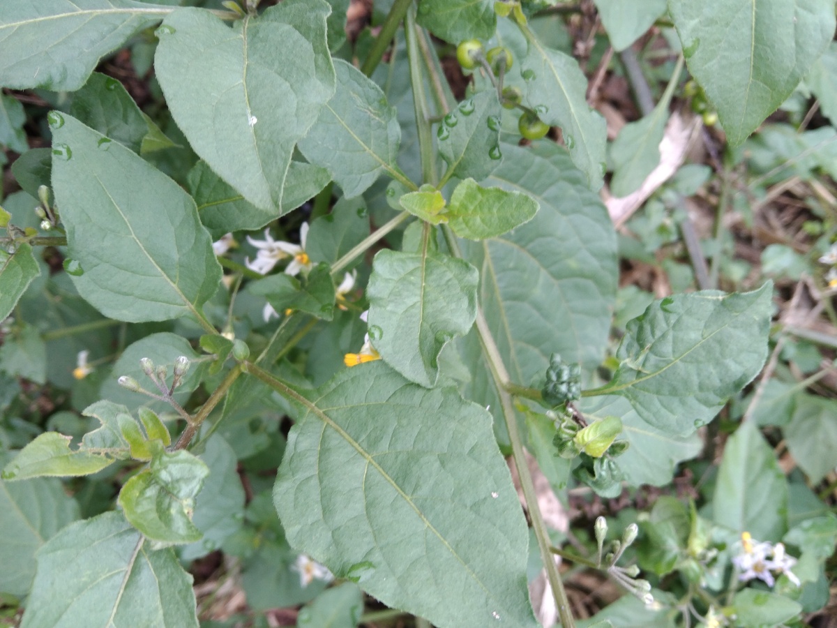 疮效果好根与木通胡荽煎汤内服能通利小便治疗发背痈疽成龙葵叶图片