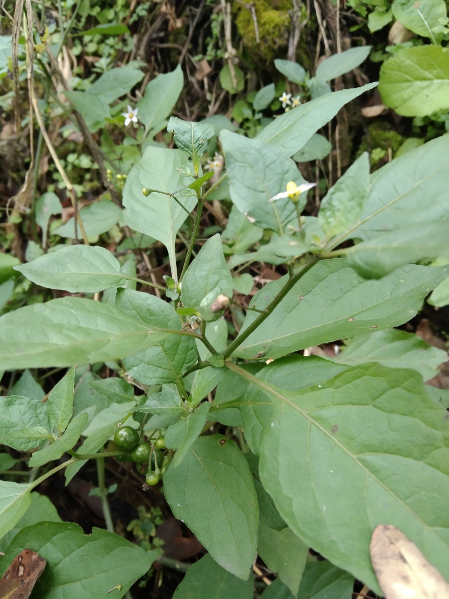 龙葵苗味苦,微甘,性滑,寒,无毒.