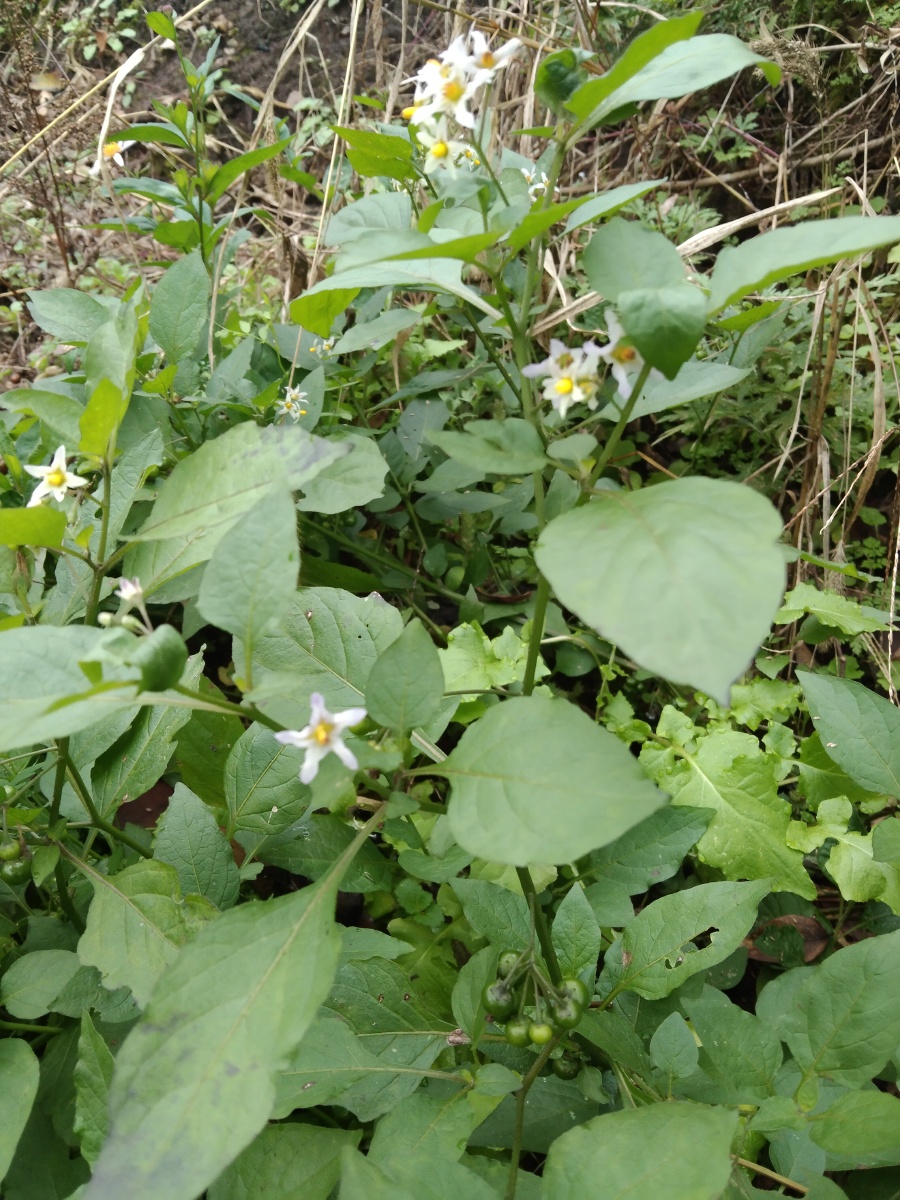 龙葵苗味苦,微甘,性滑,寒,无毒.