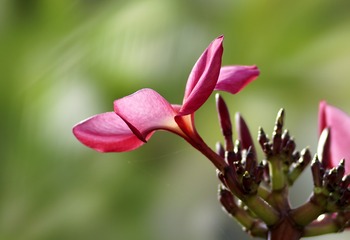 338