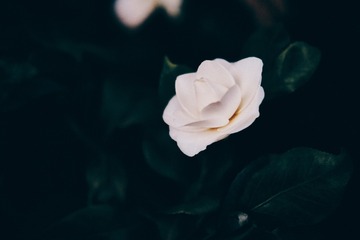 1216062