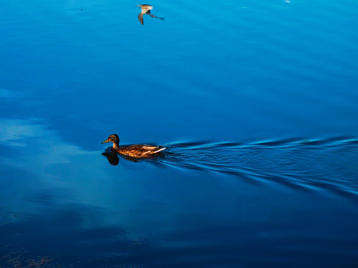 南湖广场一群可爱的鸭子游来游去