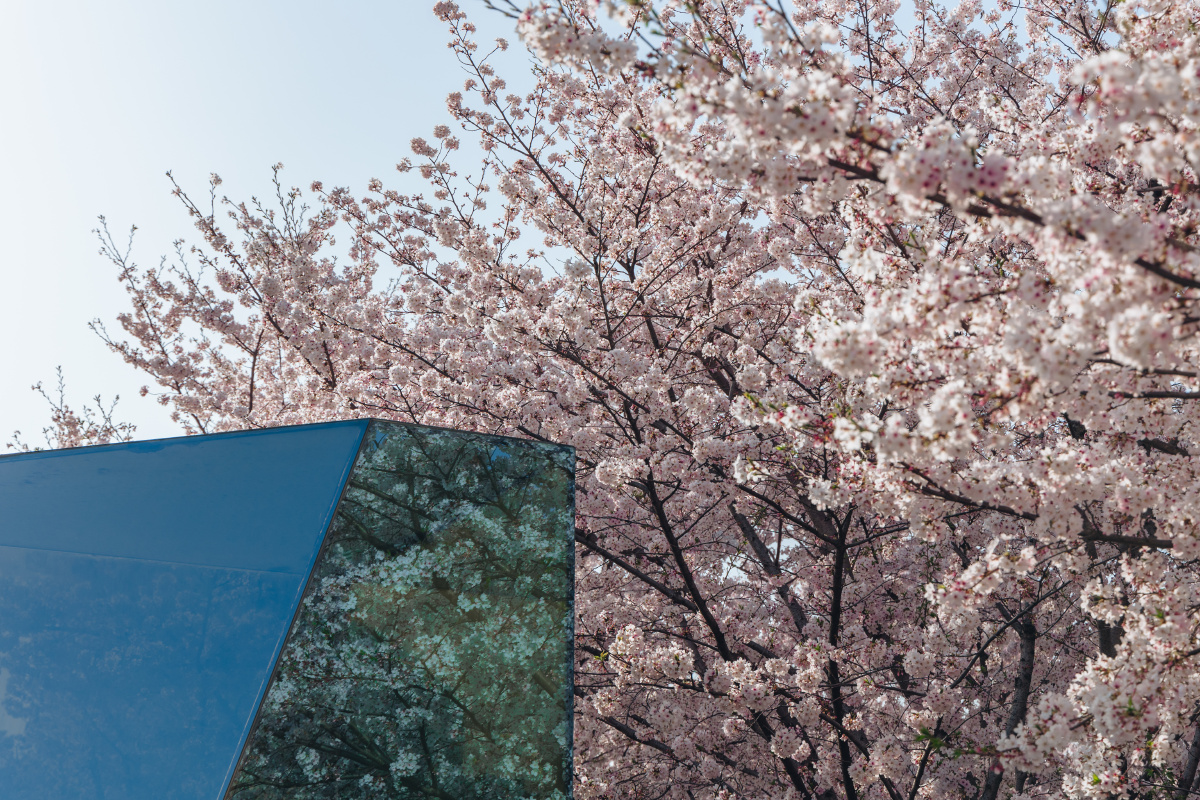 龙美术馆樱花打卡