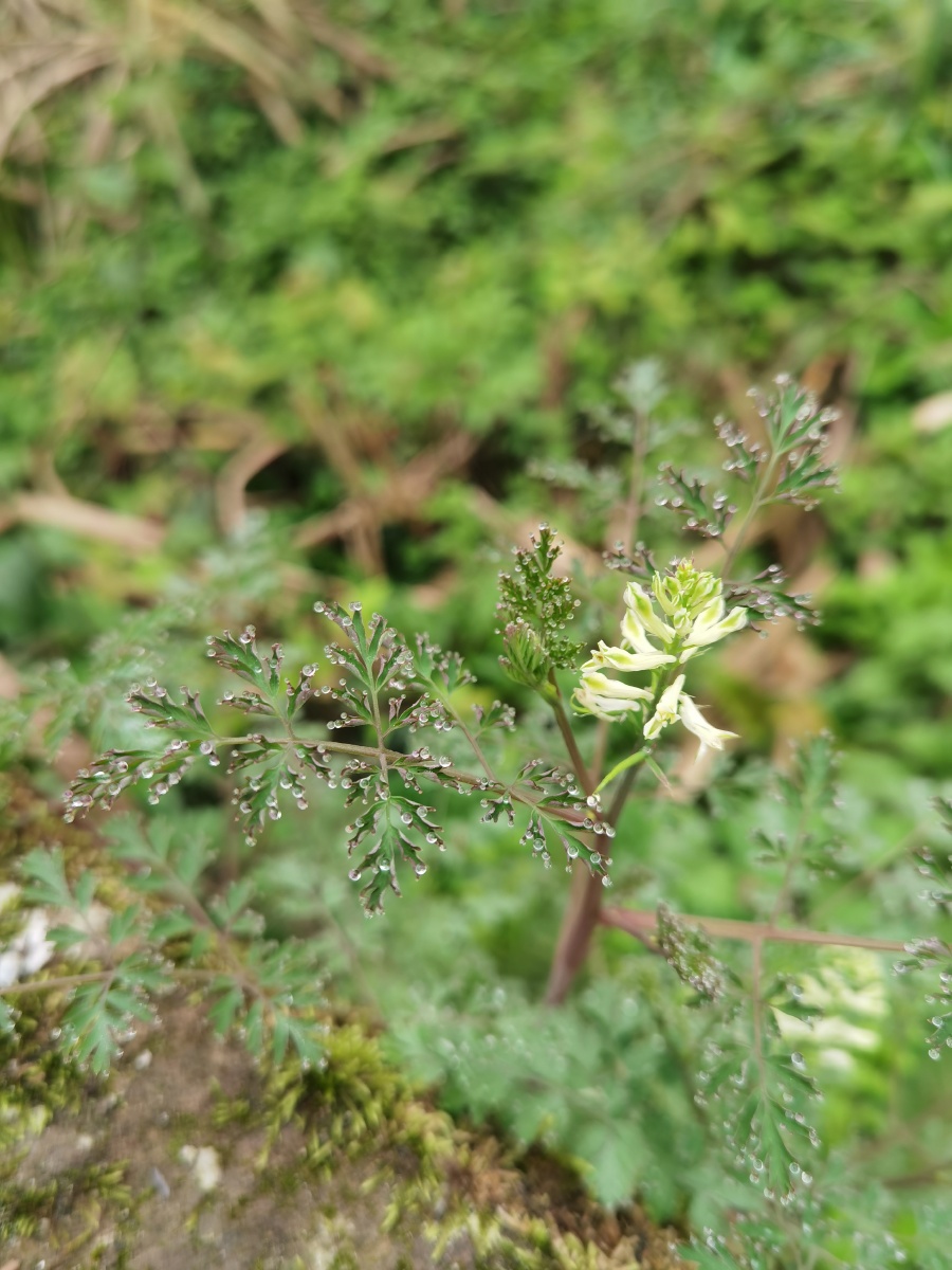 小花黄堇 - 十点95 - 图虫