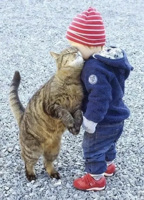 小男孩和猫可爱萌宝