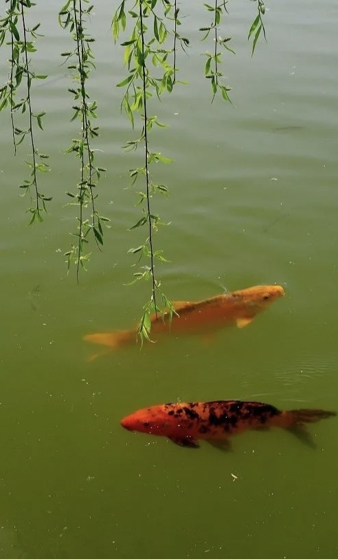 金鲤自由自在的鱼儿