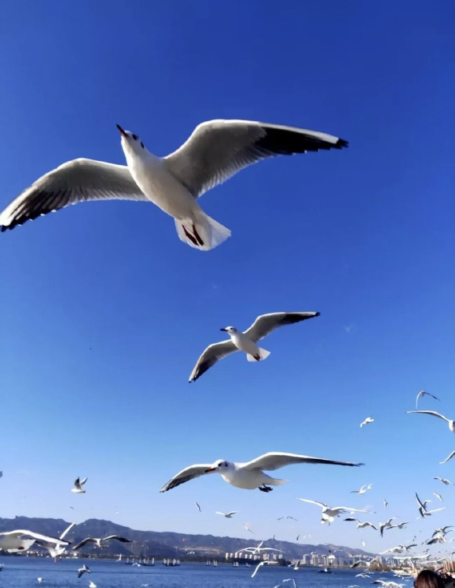 海鸥翱翔