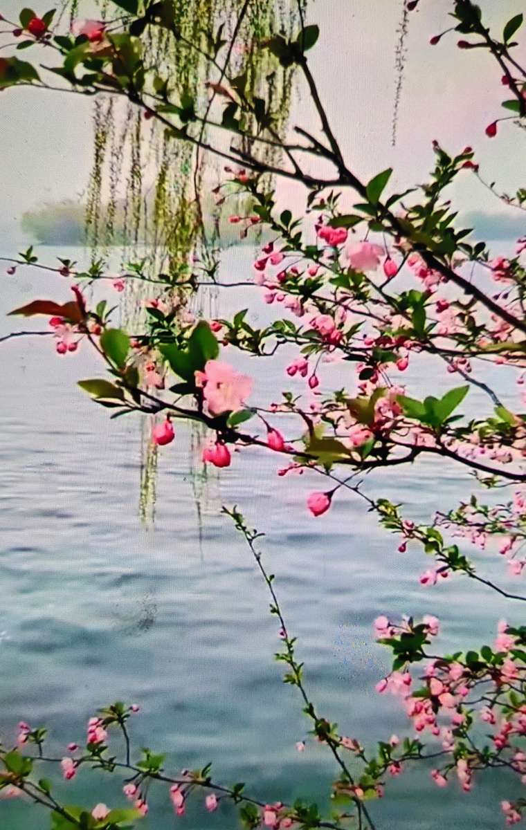 西湖美景三月天春雨如酒柳如烟