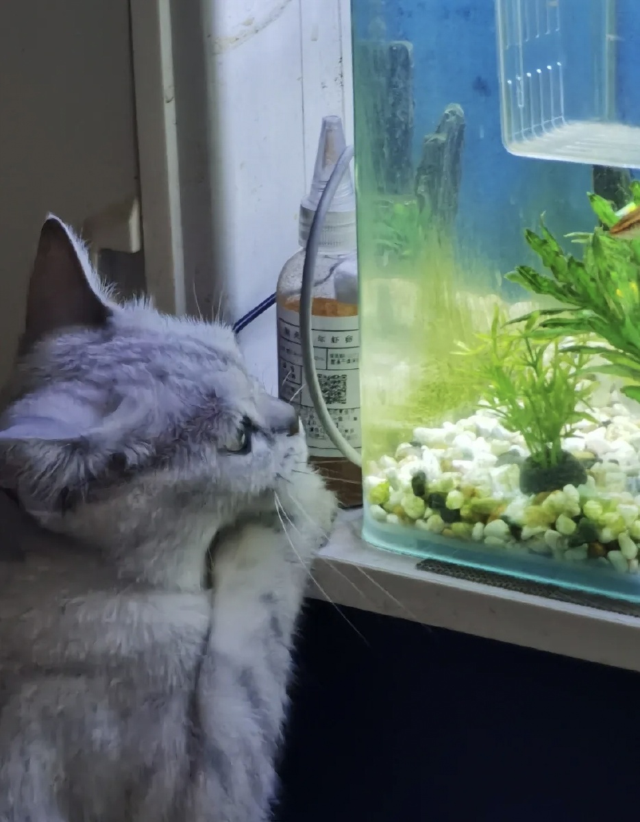 猫咪/天天看着我的鱼缸,你想干嘛?