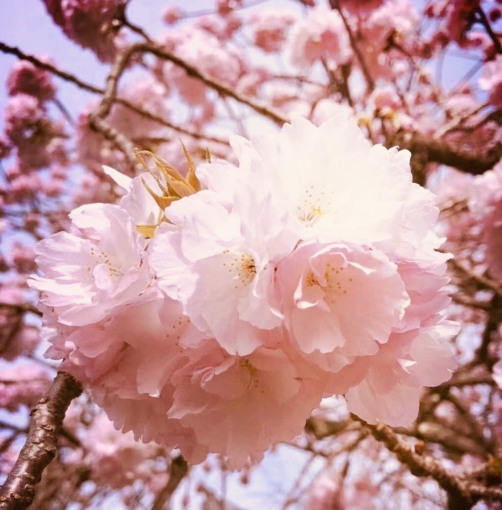 静物美学樱桃木樱花盛开时支花季节植物绽放树花园花瓣苹果您的打赏