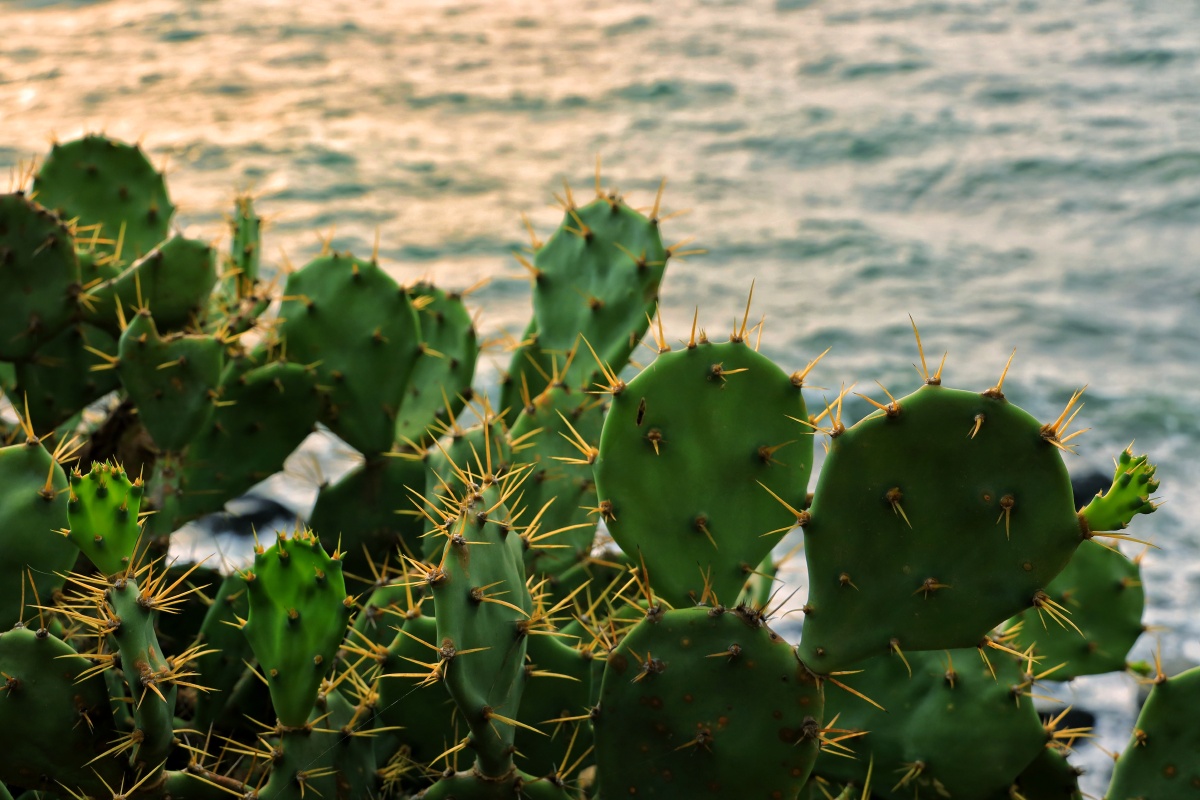 海边仙人掌