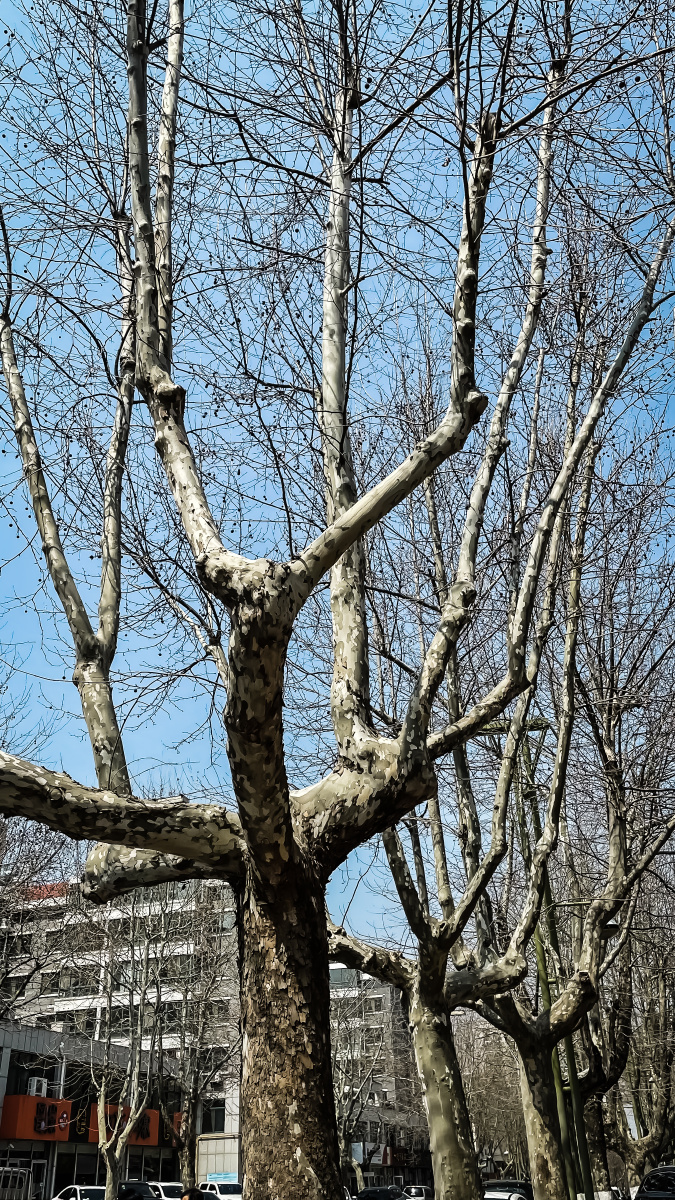 清净的小城"荣成",唯美,干净,人少,适合养老的小城,海滨小城,幸福小城