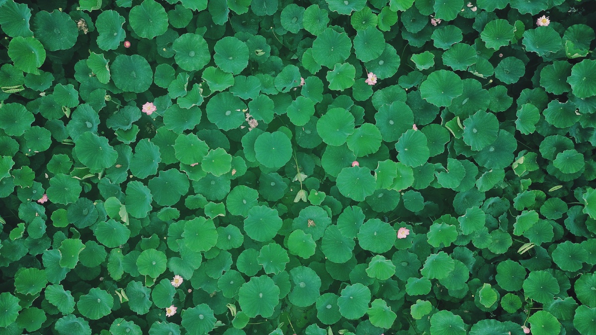 绿色荷叶粉色荷花