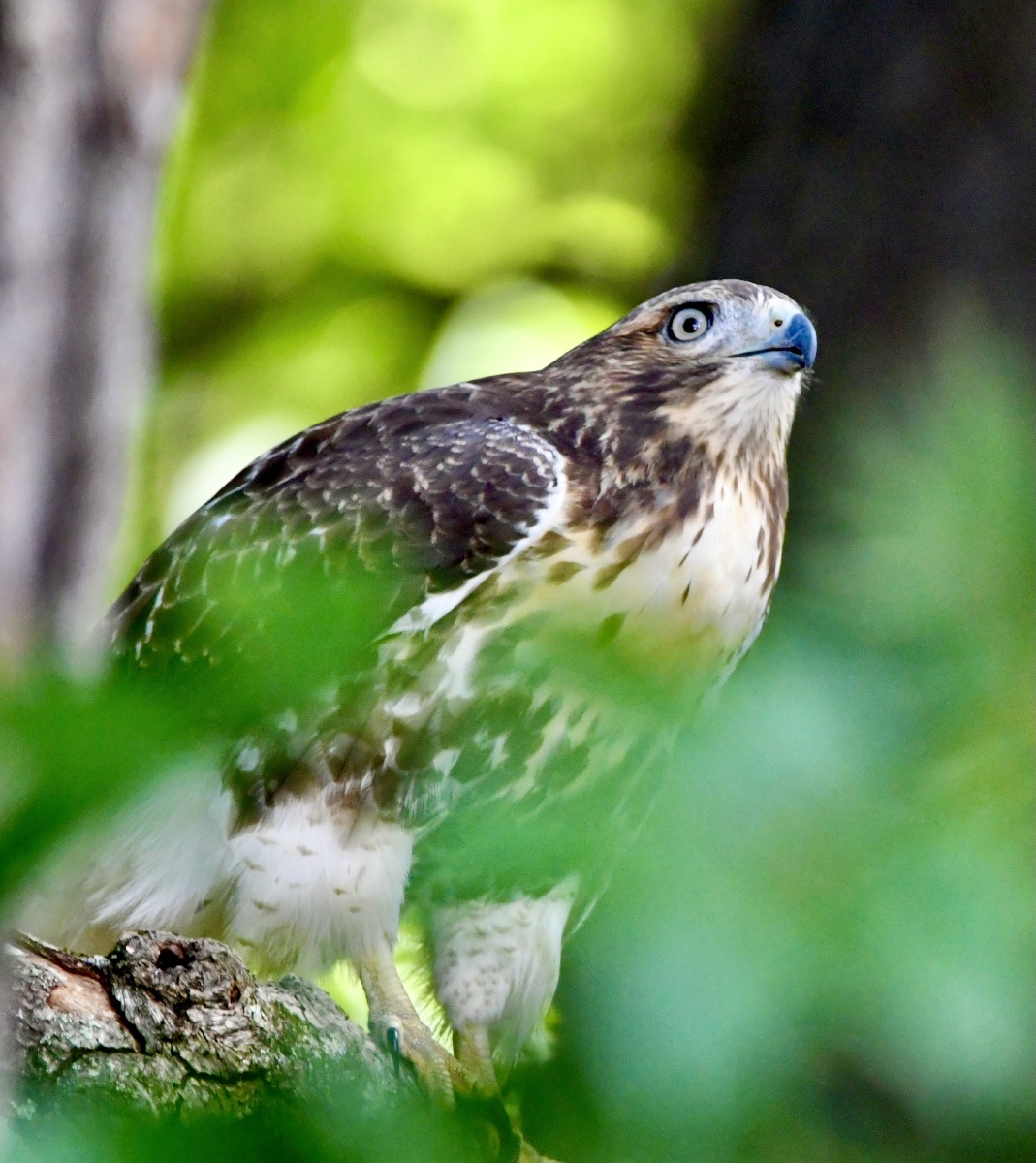 鸡鹰发出阵阵叫声好像发现了什么猎物