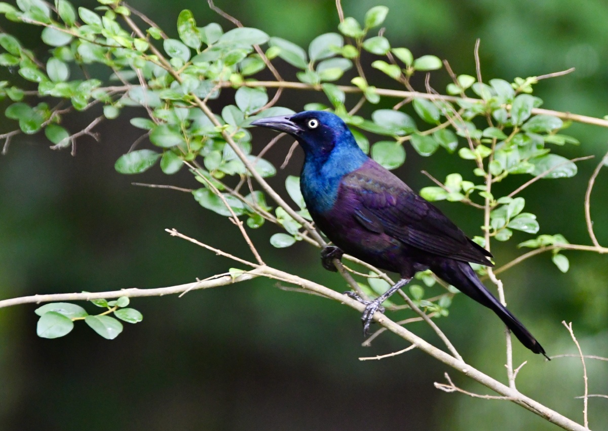 闪亮登场普通拟八哥