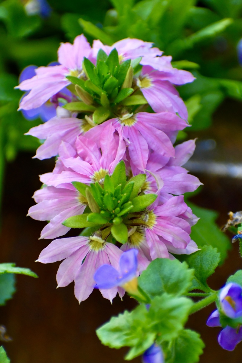 奇花异草蓝扇花